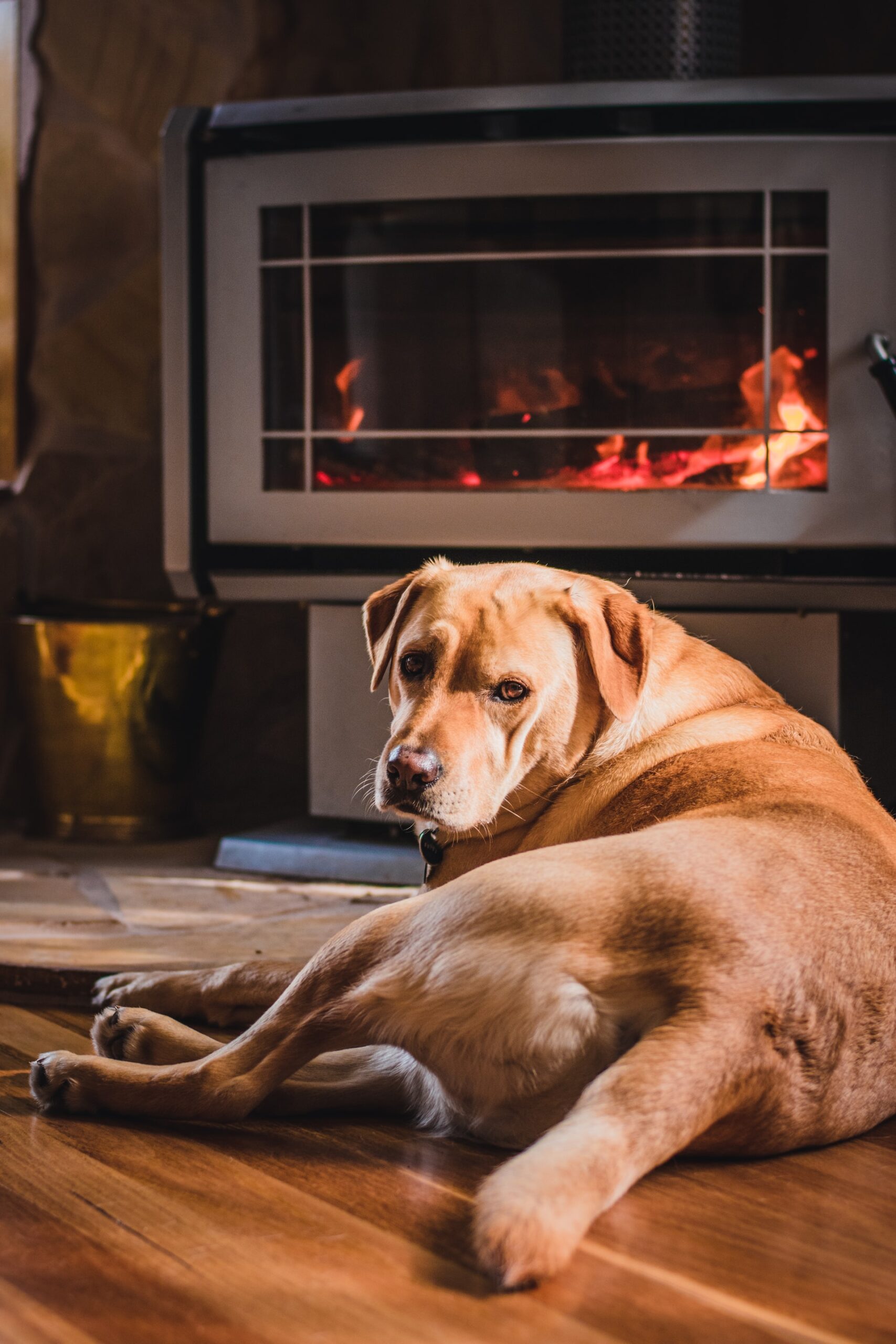dog in front of fireplace
